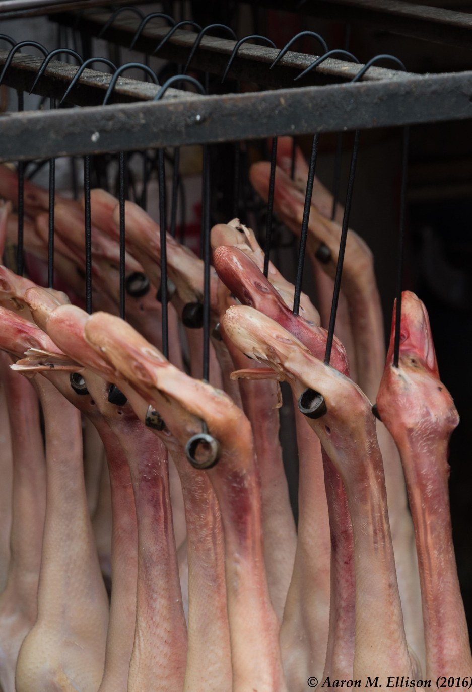 kunming-duck-heads-bob-20161007-ame-8878