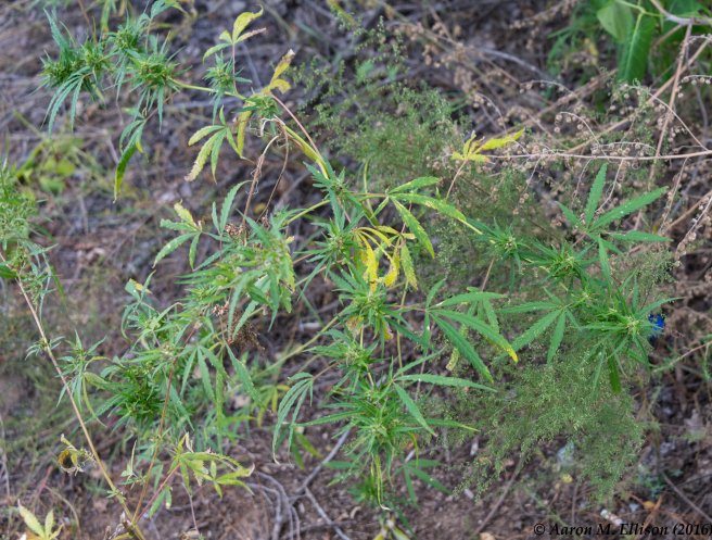 shenyang-20160921-ame-8670