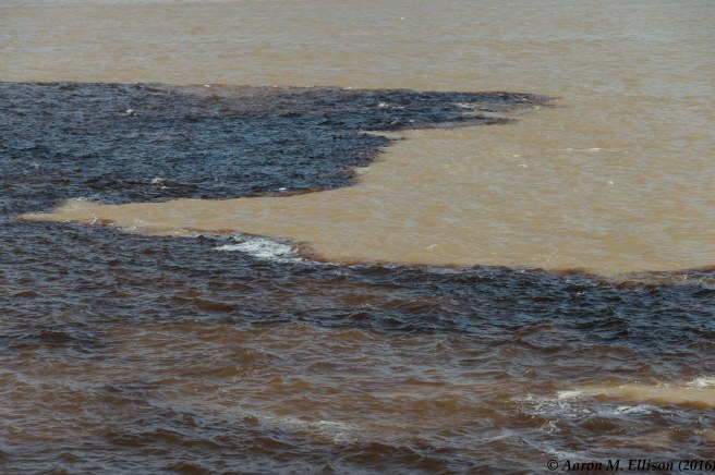 out-of-manaus-day1-20161123-ame-0120