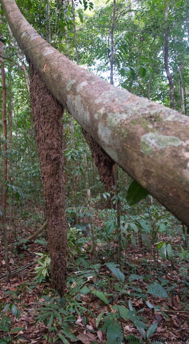 azteca-nest-20161203-ame-0696