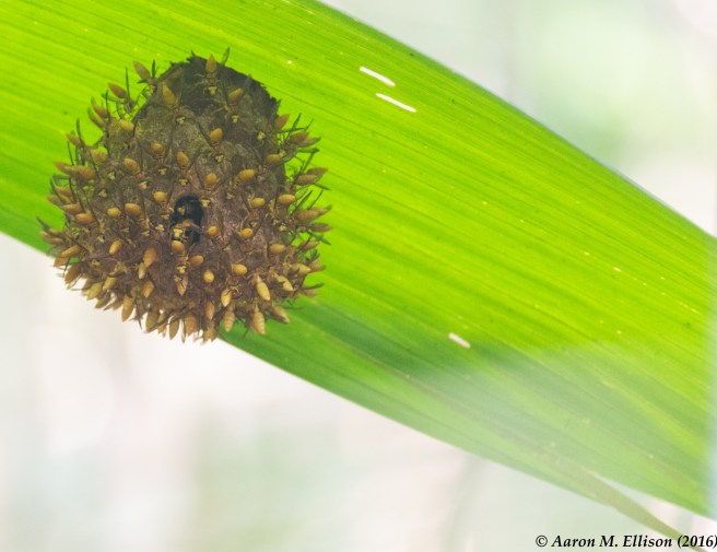 ball-of-wasps-20161202-ame-0410