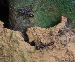 paraponera-clavata-20161202-ame-0430