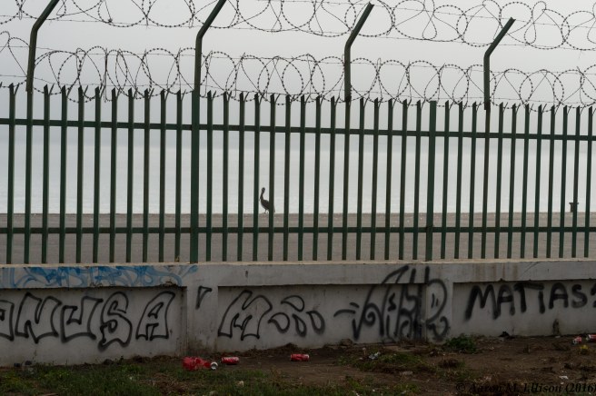 pelican-20161107-ame-9422