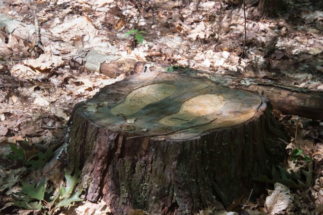 footstump-20170801-AME-2055