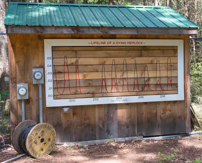 lifeline-20170801-AME-2037