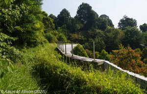 A photo of the Eco-Link over the Bukit Timah Expressway